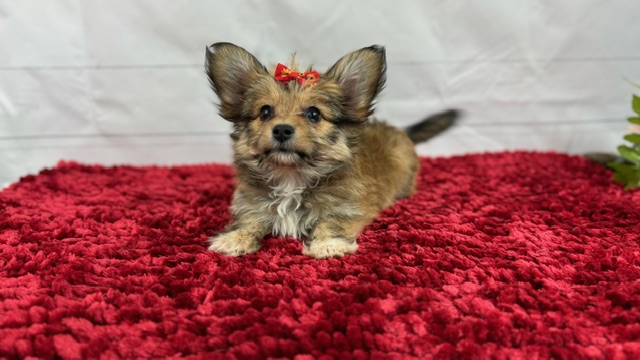 puppy, for, sale, Papillon/Poodle, Alisa  Breedlove, dog, breeder, Waynesville, MO, dog-breeder, puppy-for-sale, forsale, nearby, find, puppyfind, locator, puppylocator, aca